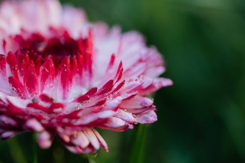 Free Selective Focus Photo of Pink Petaled Flower Stock Photo