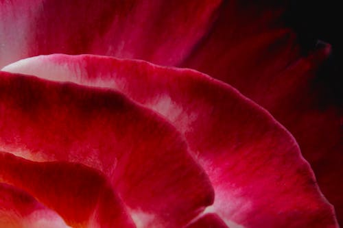 Traditionalese learning environment