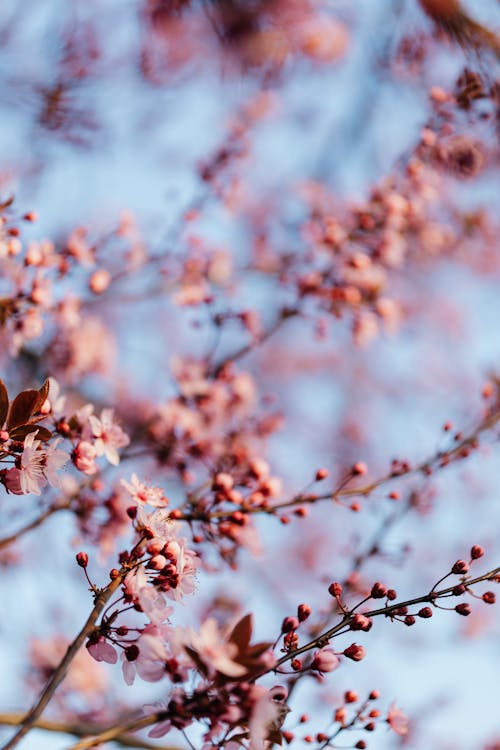 From below of tree twigs with delicate flowers and buds blooming in spring