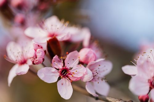 Free Macro shot of delicate pink cherry blossoms in full bloom, highlighting their vibrant colors and intricate details. Stock Photo