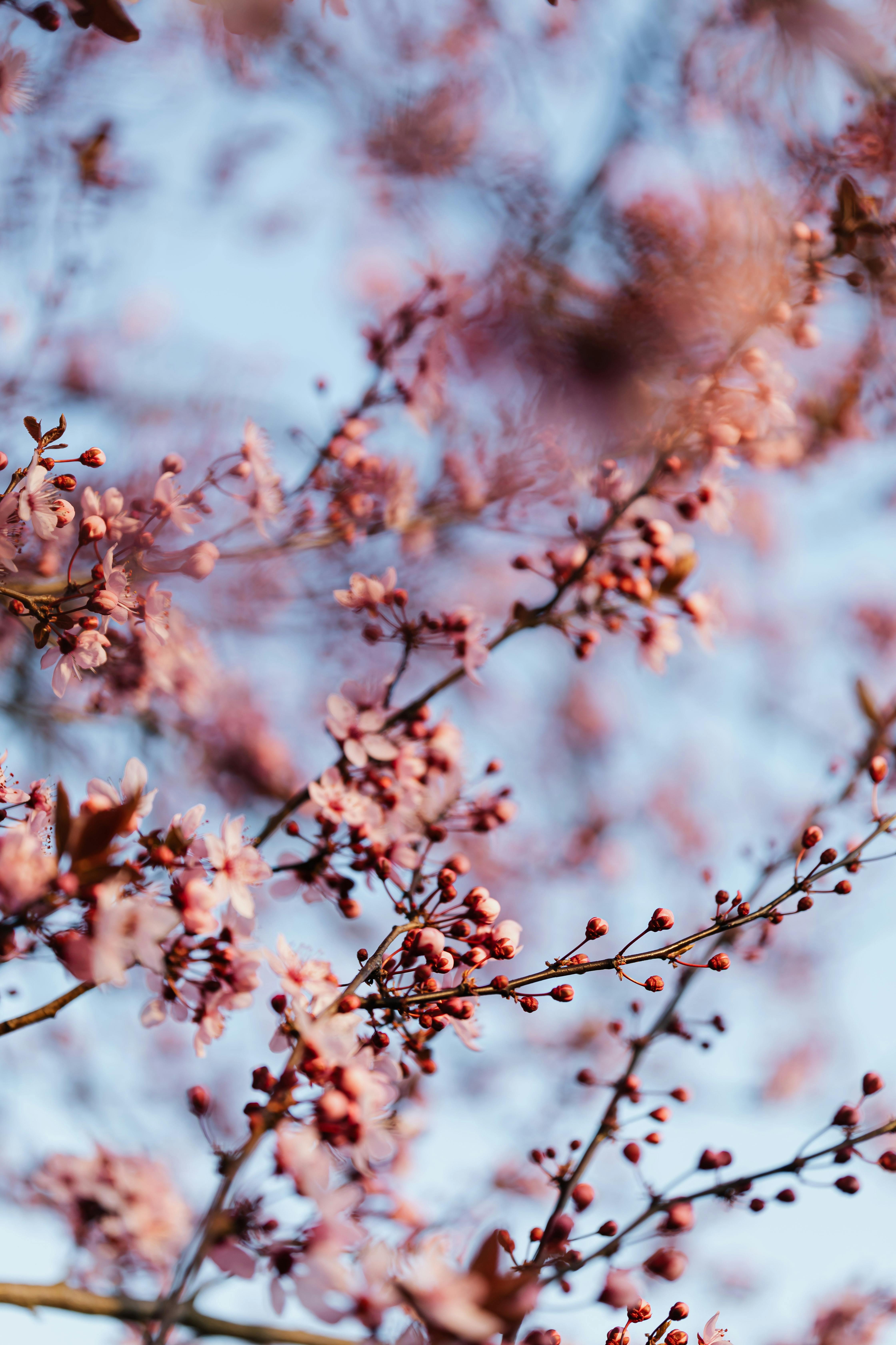 flowering cherry tree branches against sky