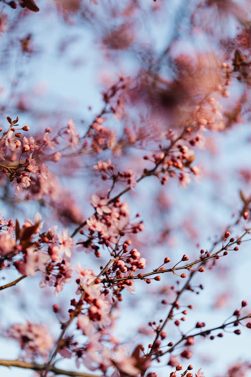 From below of blossoming cherry tree branches with buds and tender flowers during spring day