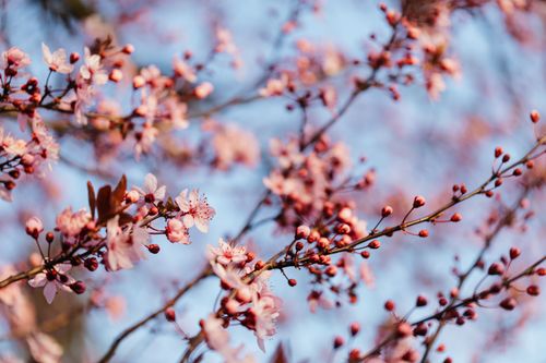 Free Low angle of thin branches with small buds and blooming inflorescence of cherry tree against blurred sky Stock Photo