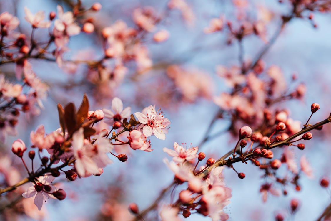 From below of thin branch of blooming sakura tree against blurred cloudless sky