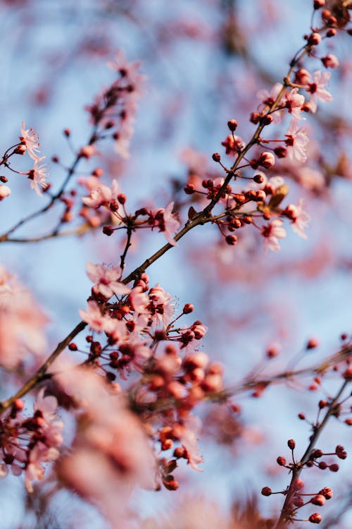 Blooming flowers on plum tree in spring