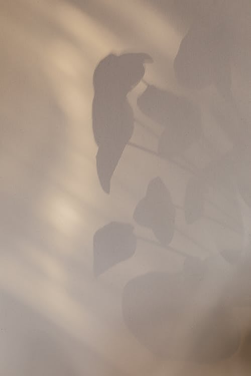 Abstract background of home plant leaves shadow on white wall in daytime