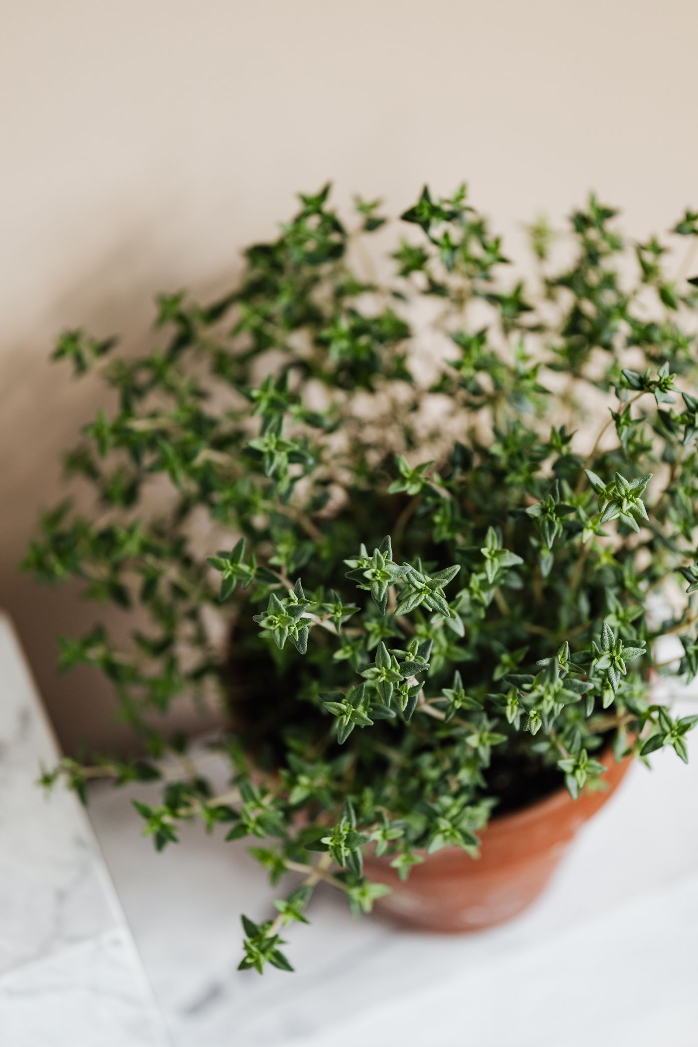 Świeży tymianek w ceramicznej doniczce na półce — aromatyczne zioło
