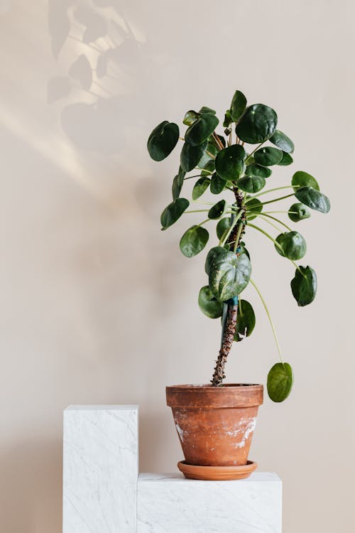 Houseplant in clay pot on white table