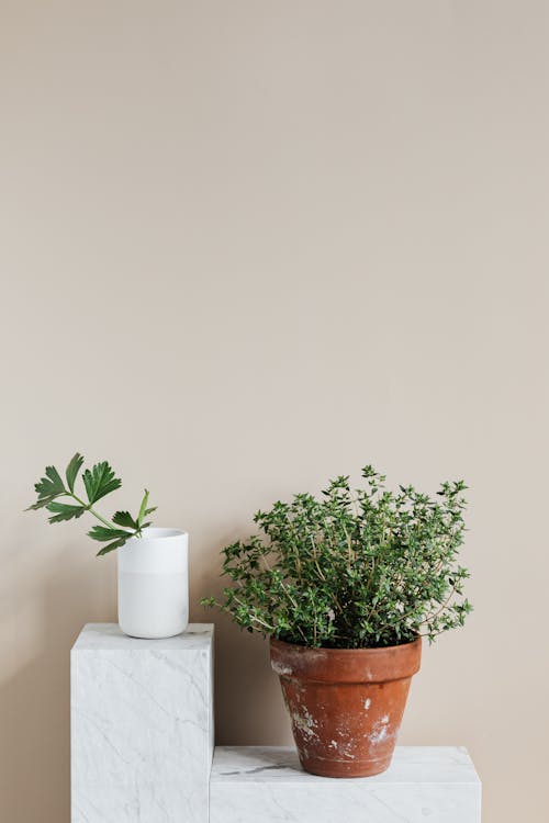 Stylish Scandinavian interior design with thyme herb in clay pot and green leaf in white vase placed on marble stand against wall