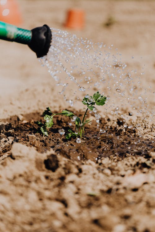 Photo of Small Plant on Brown Soil