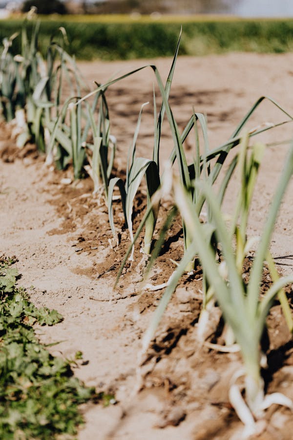 Plant waste materials