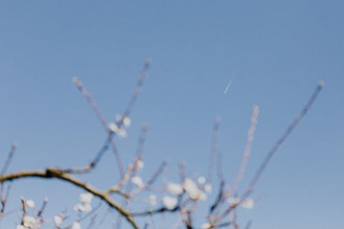 Blooming tree twigs against blue sky