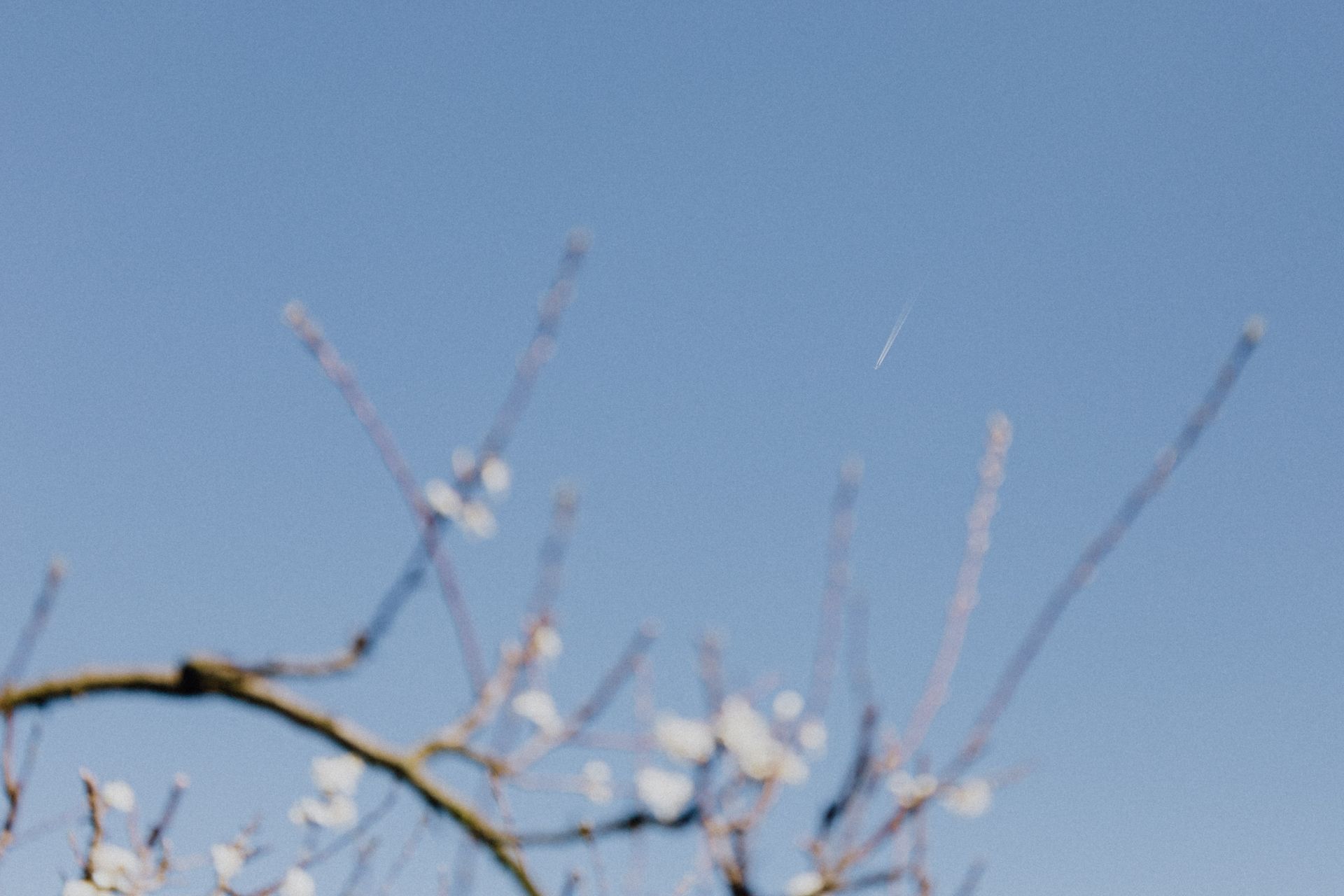 Soft-focus image of spring blossoms on branches under a clear blue sky with a subtle contrail.