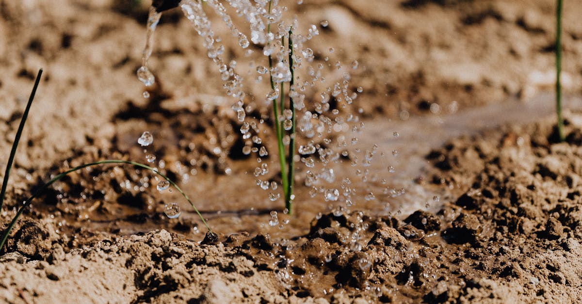 How do you plant green onion seeds