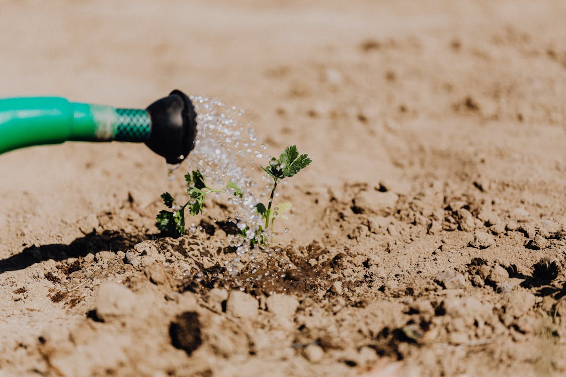 Free High angle of delicate baby plant growing from soil and irrigating from watering can on sunny day Stock Photo
