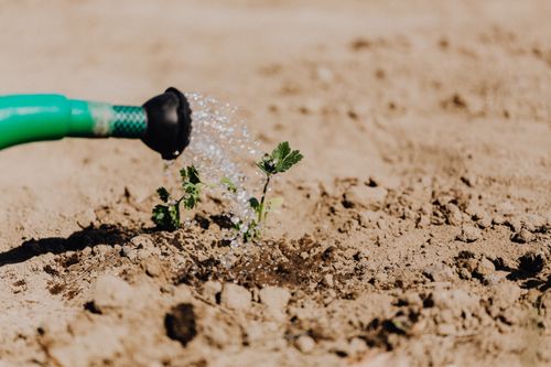 Free High angle of delicate baby plant growing from soil and irrigating from watering can on sunny day Stock Photo