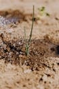 沙质土壤中植物芽浇水特写，展现生长与灌溉情况