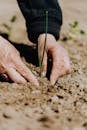 Crop faceless woman planting seedling into soil
