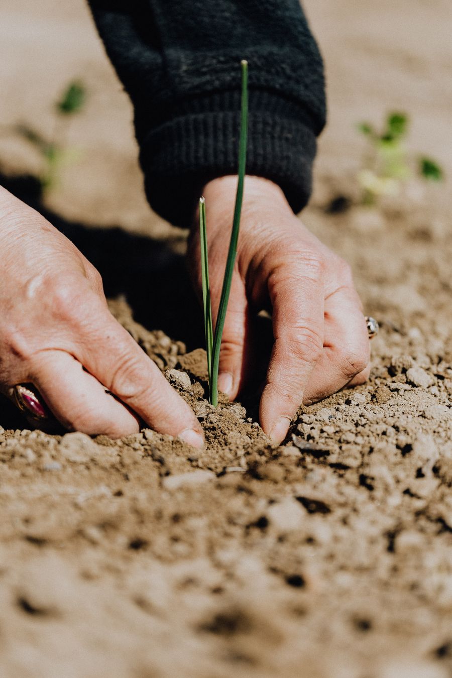 Mãos plantando muda no solo