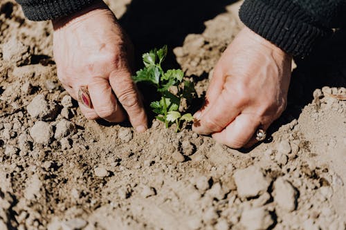 From above of crop faceless female gardener planting seedling during work in countryside