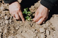 在农村工作期间，女园丁从上方为农作物播种幼苗