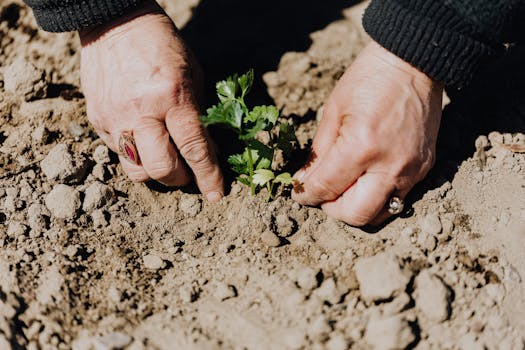 From above of crop faceless female gardener planting seedling during work in countryside with the Quote "The way a team plays as a whole determines its success. You may have the greatest bunch of individual stars in the world, but if they don't play together, the club won't be worth a dime." written on it and have average color value #827162