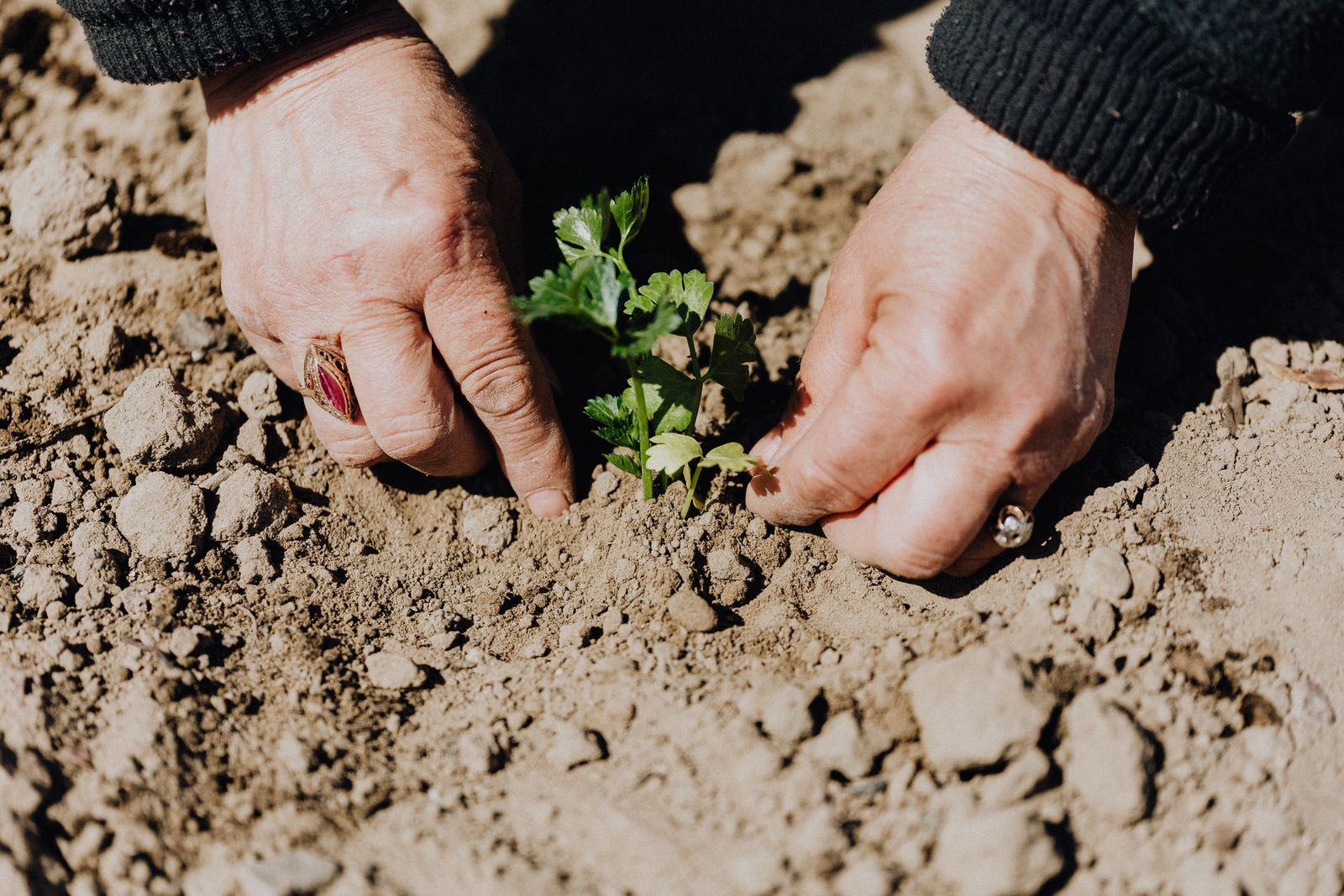 Hands tending a garden bed of rich dark topsoil