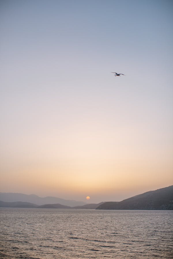 Silhouette of a Bird Flying during a Sunset