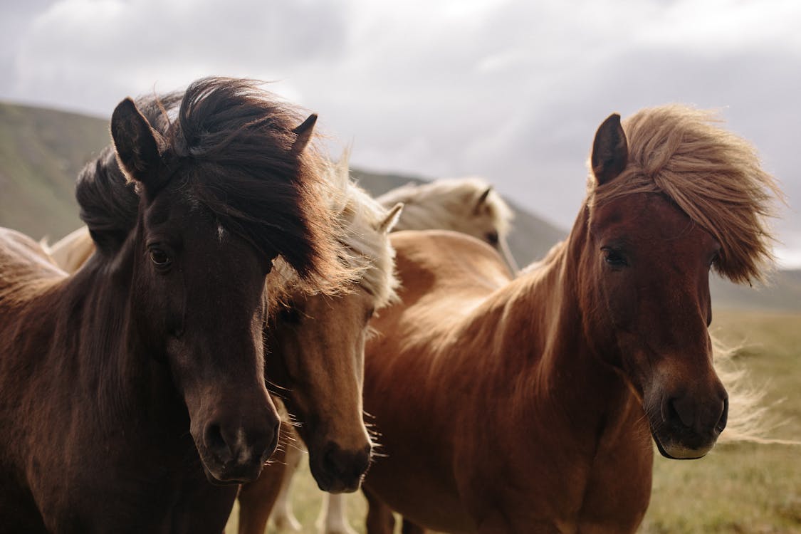 Free Brown Horses on a Field Stock Photo