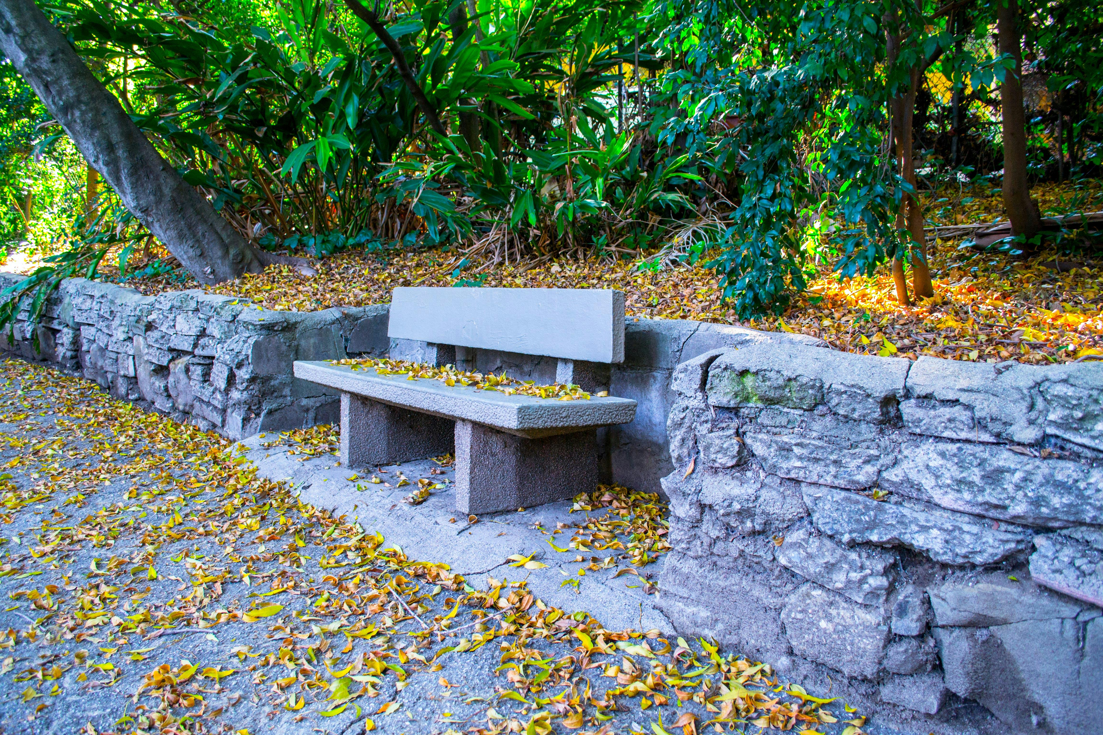 Brown Wooden Bench And Autumn Leaves On Grass Covered Field Near Tree  During Daytime 4K HD Nature Wallpapers | HD Wallpapers | ID #39039