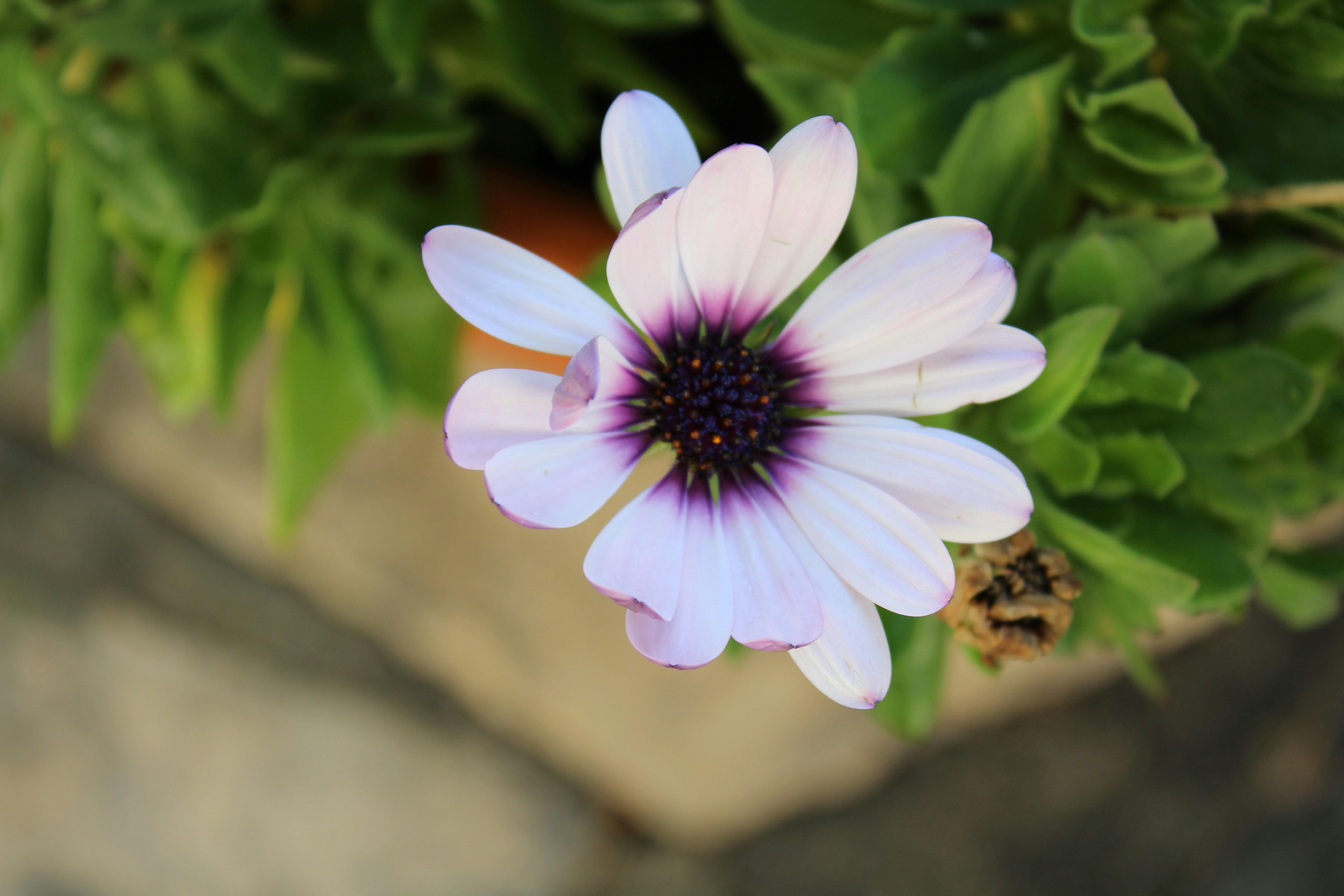 Free stock photo of beautiful flowers, cyprus, flower
