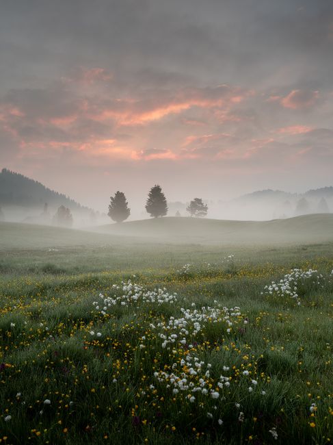 Foggy meadow in Italy at sunrise with blooming wildflowers, creating a serene landscape view.