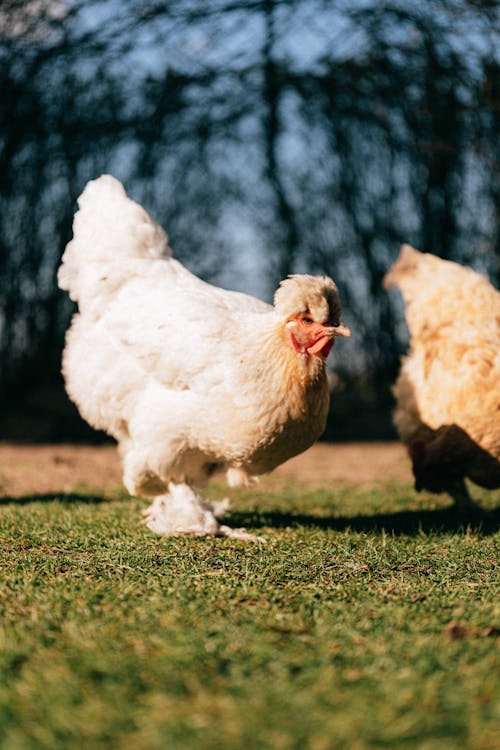 Free Two fluffy white hens following each other on green field of farm in summer day Stock Photo