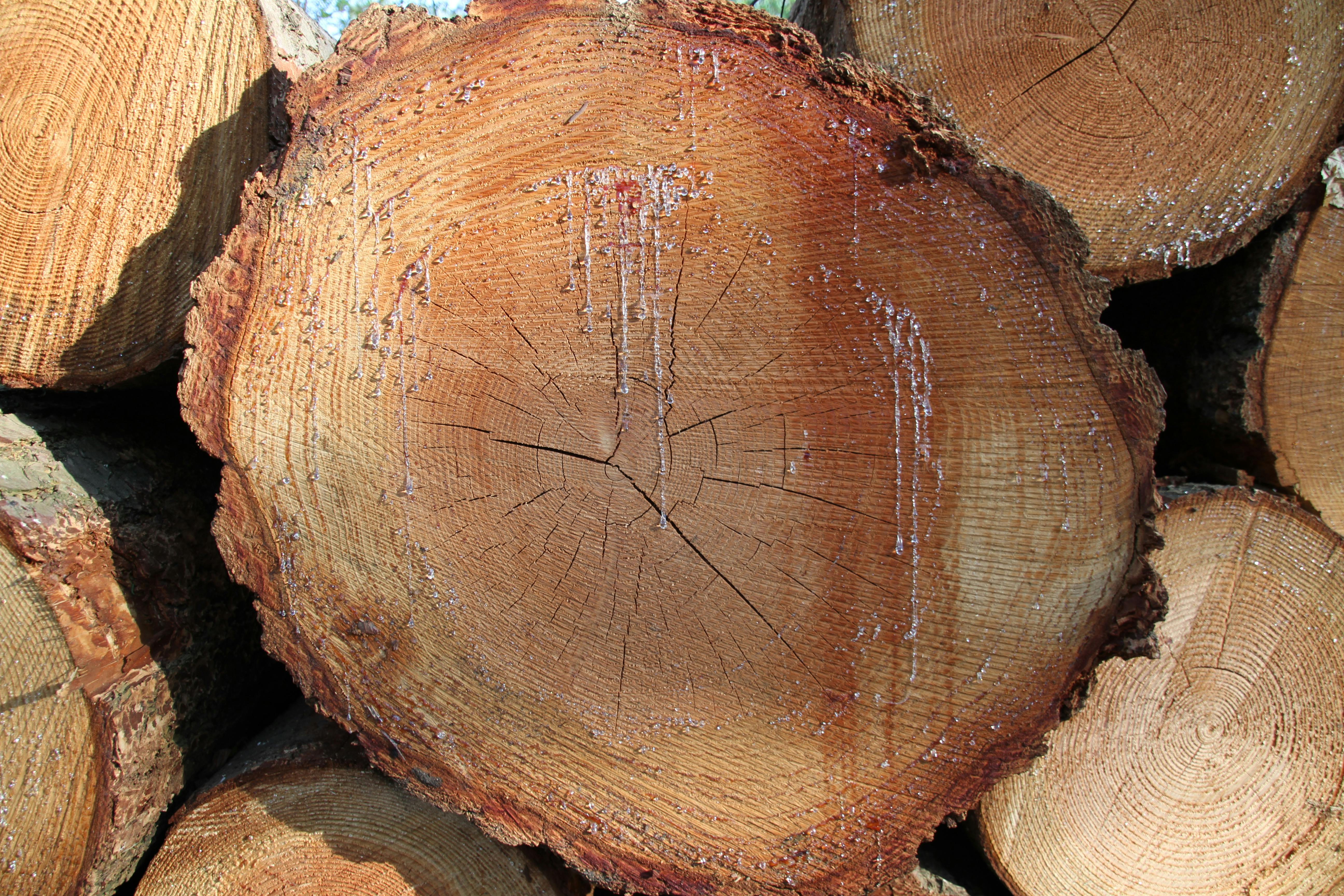 Person holding essential oil dropper