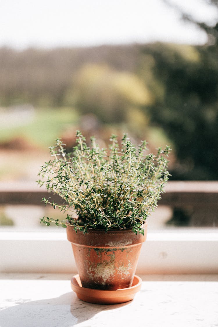 Potted Plant On Windowsill In Daylight