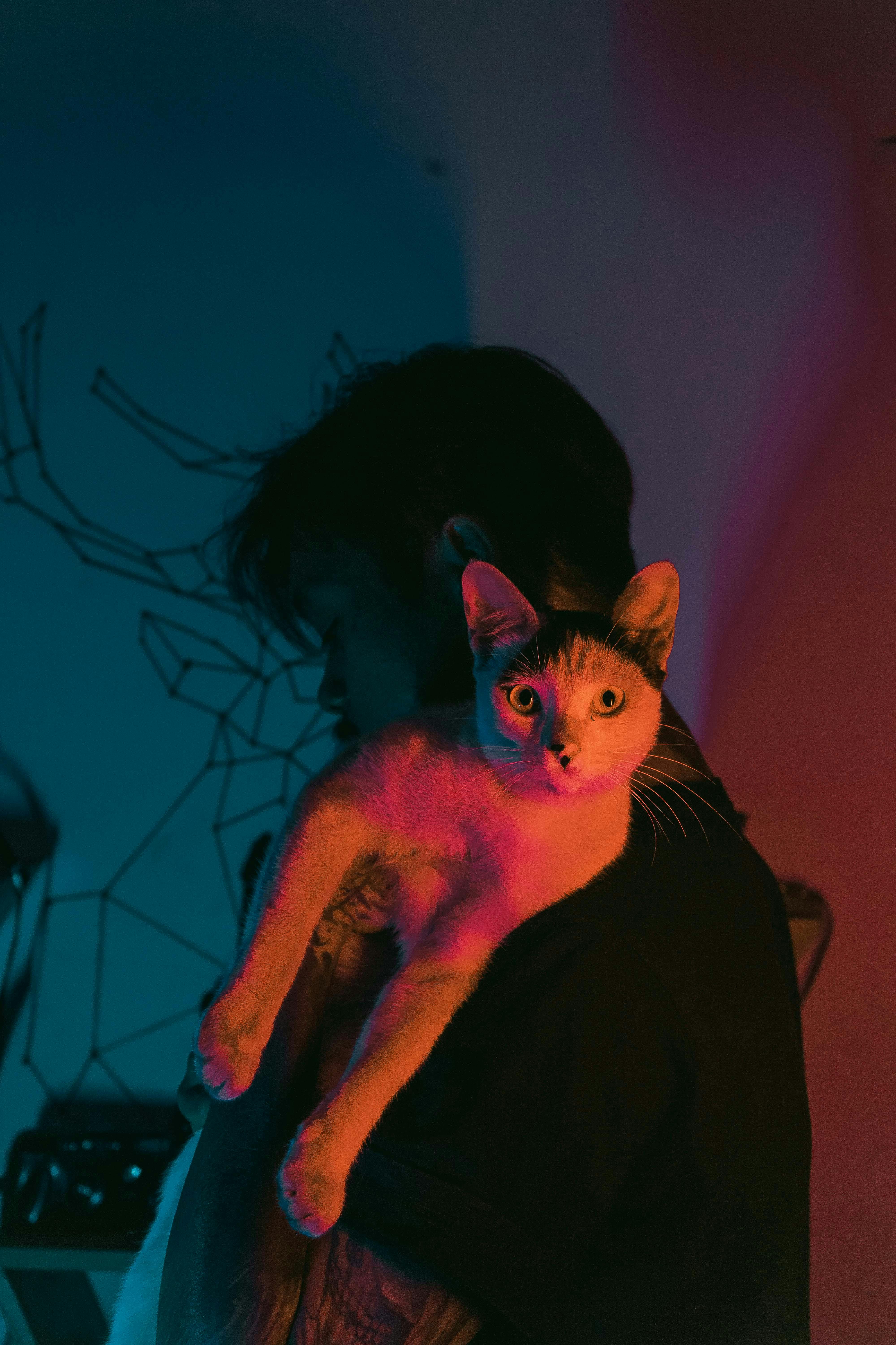 Free stock photo of cat, cats, pet