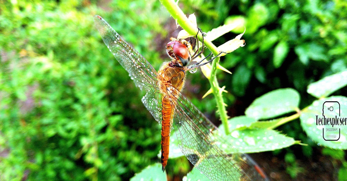 Free stock photo of dragonfly, insects, nature