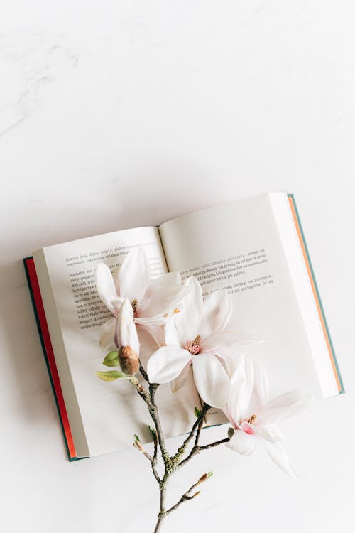 Free From above composition of opened book decorated with delicate blooming twig of white Magnolia placed on white marble table Stock Photo