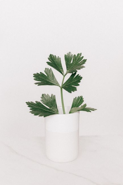Short stem with delicate green leaves placed in simple minimalist white vase on light marble surface against white background