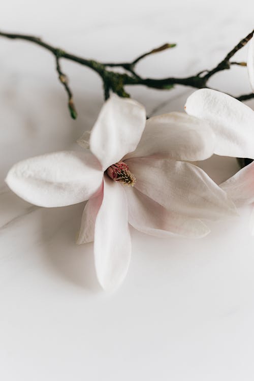 Twig of delicate white Magnolia on table
