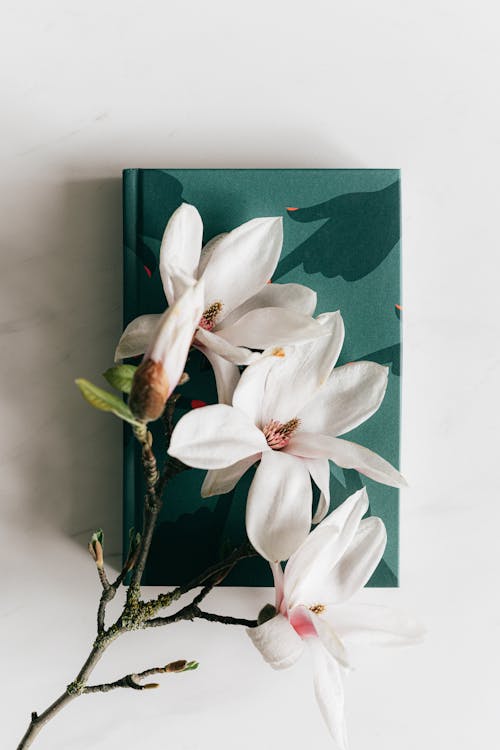 Fresh magnolia flower on green diary