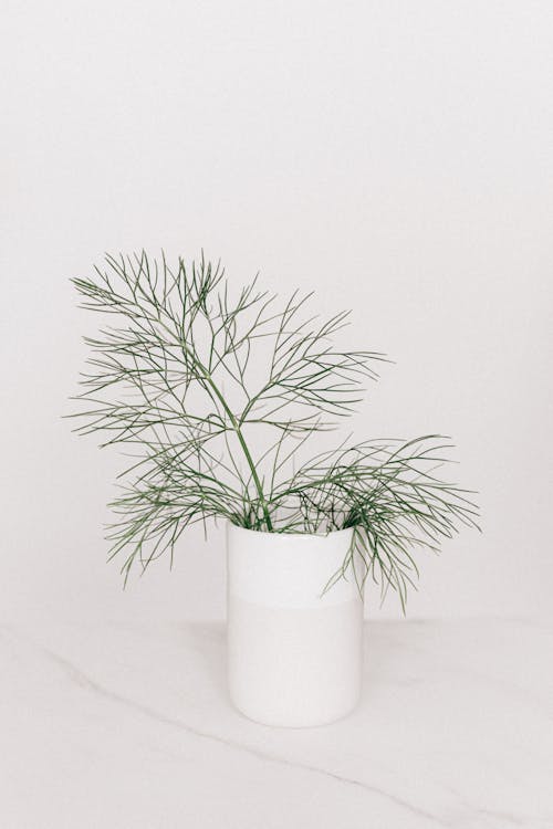 Twig of green plant with thin leaves placed in white minimalist vase on marble tabletop against white background