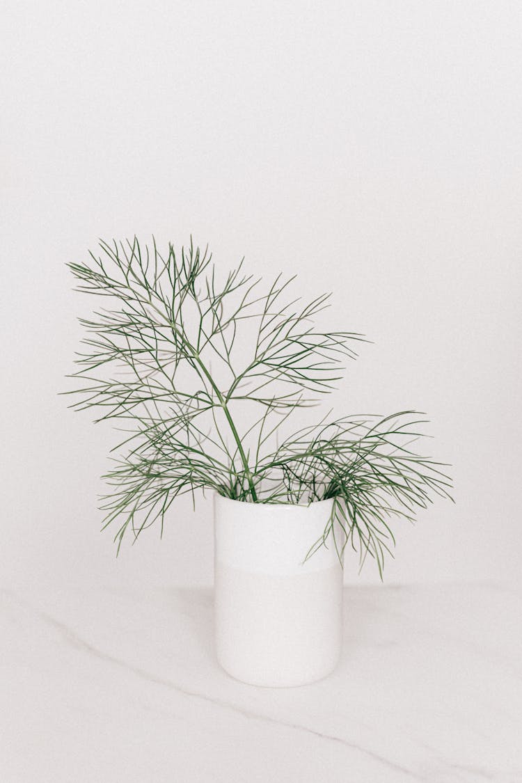 White Vase With Thin Leaved Plant