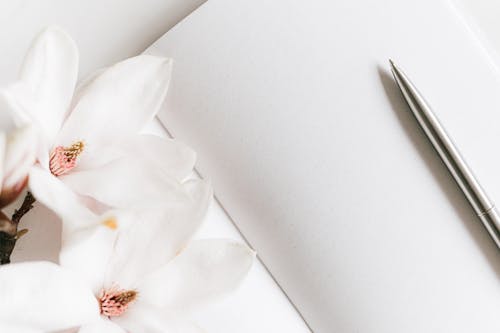 Free Top view composition of opened notebook with blank white sheets arranged with silver pen and lush blooming white Magnolia flower on white table Stock Photo