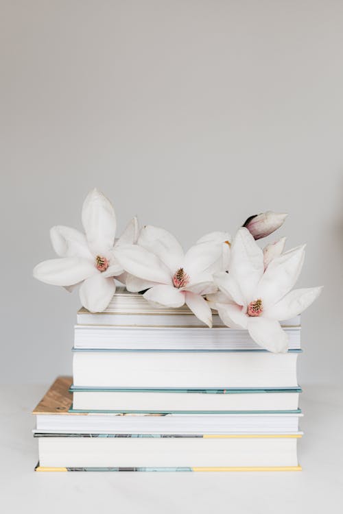 Free Blooming Magnolia Flowers on Stack of Books Stock Photo