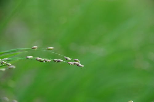 草, 草の葉の無料の写真素材