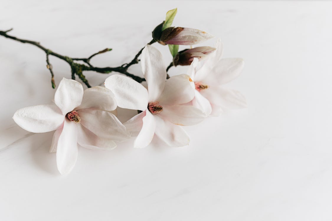 Free From above of delicate white fragrant Magnolia flowers lying on light marble surface under bright light Stock Photo