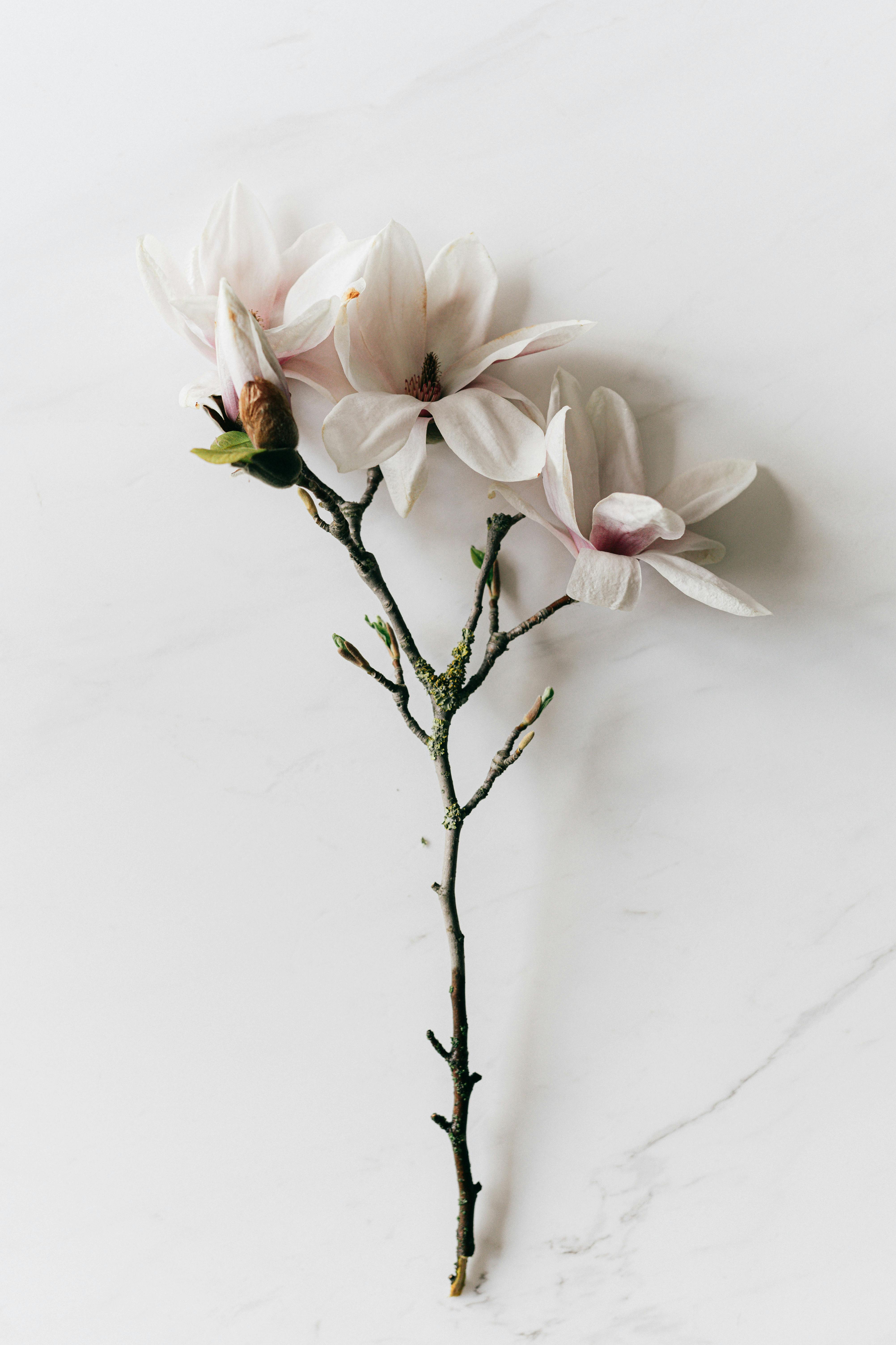100 White Flower Pictures  Download Free Images on Unsplash