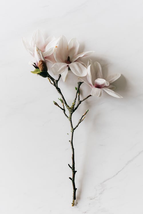Free Delicate fresh Magnolia sprig on marble background Stock Photo