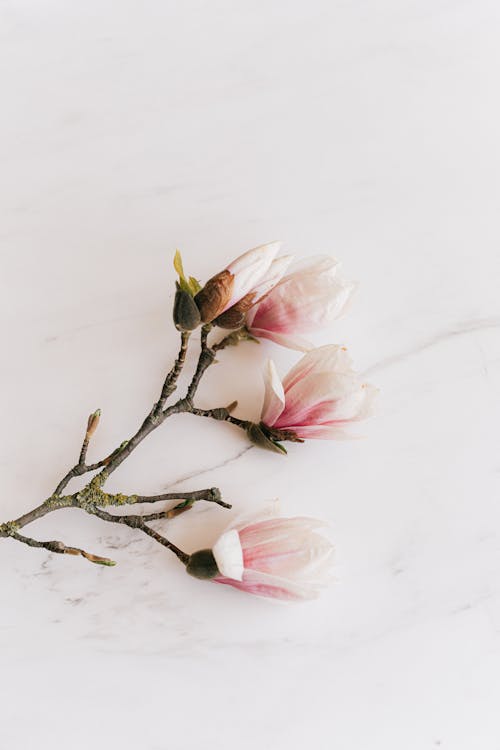 Flowers on a Marble Surface